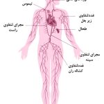 سرطان لنف ادم